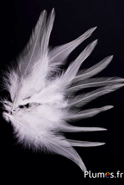 Coq - 8-12 cm - blanc